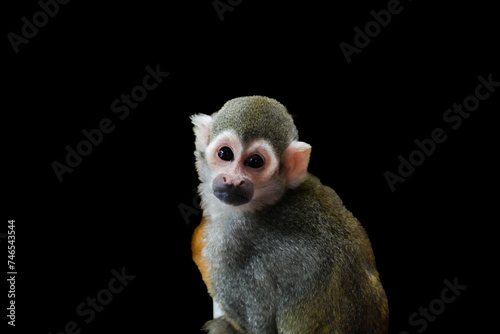 Portrait of a squirrel monkey. Animal close-up against a black background. Saimiri.
 photo