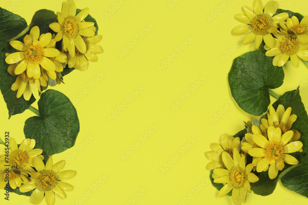 Obraz premium Lesser celandine (Ranunculus ficaria) flowers with green leaves isolated on yellow background. Space for text, top view.