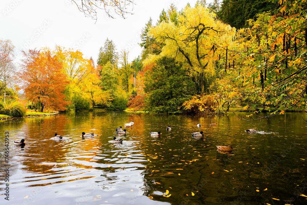 Obraz premium Landscape at the forest lake near Haslach in the Kinzigtal. Nature in autumn by the lake. 