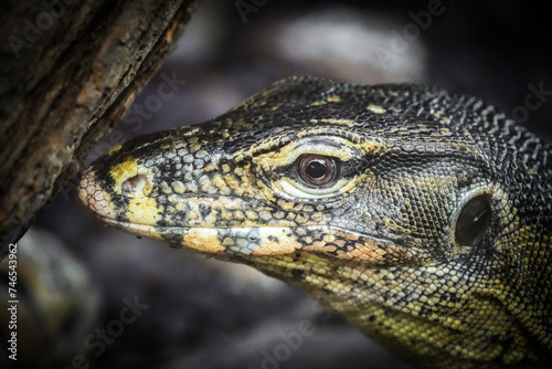 Side portrait of a monitor lizard. Animal close-up. Varanus. 