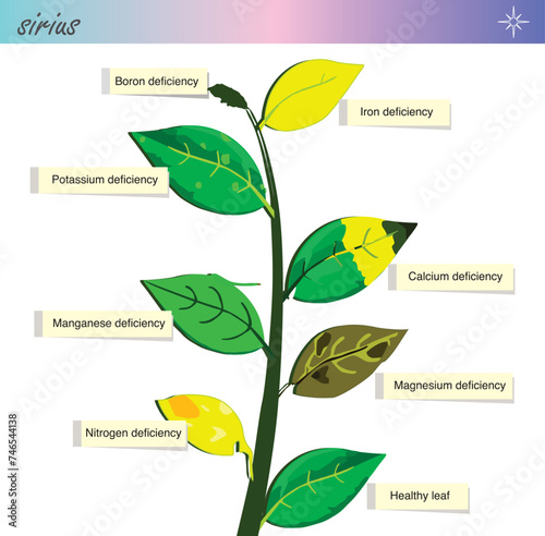 Plant nutrient deficiency. Vitamin deficiency in plants. Biology