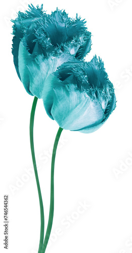 Tulips  flowers  on  isolated background with clipping path. Vertical flowers. Close-up. For design.  Transparent background.  Nature.
