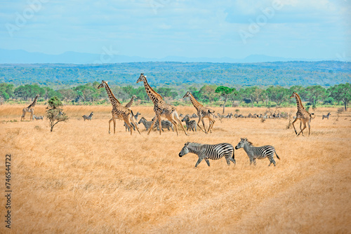 Wild Giraffes and zebras together