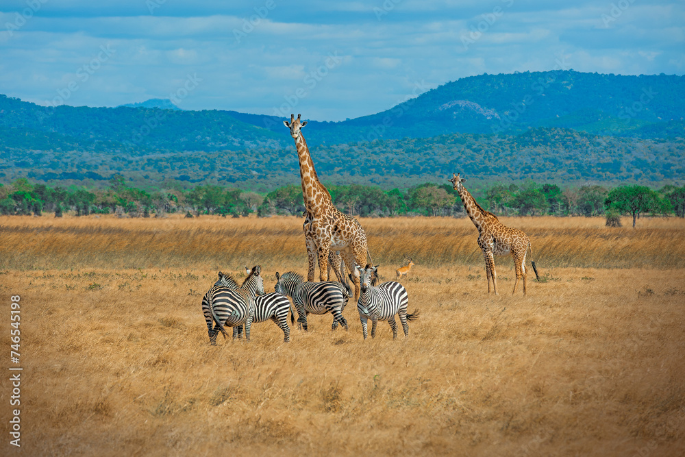 Naklejka premium Wild Giraffes and zebras together