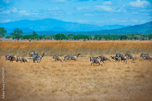 Photography Zebras and wildebeest in Mikumi national park