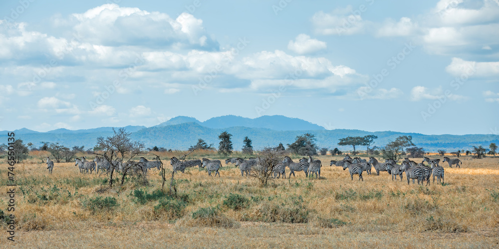 African Zebras in Mikumi national park African Zebras in Mikumi national park