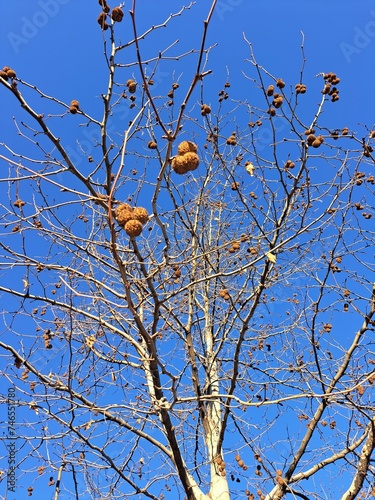 branches against blue sky