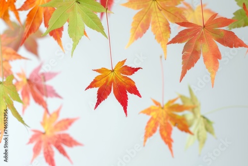 Nature's magic: Maple leaves suspended in mid-air, a captivating phenomenon.