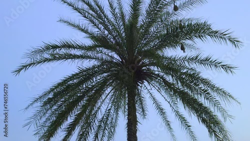 Weaver bird nests hanging on one wide date tree against the blue sky