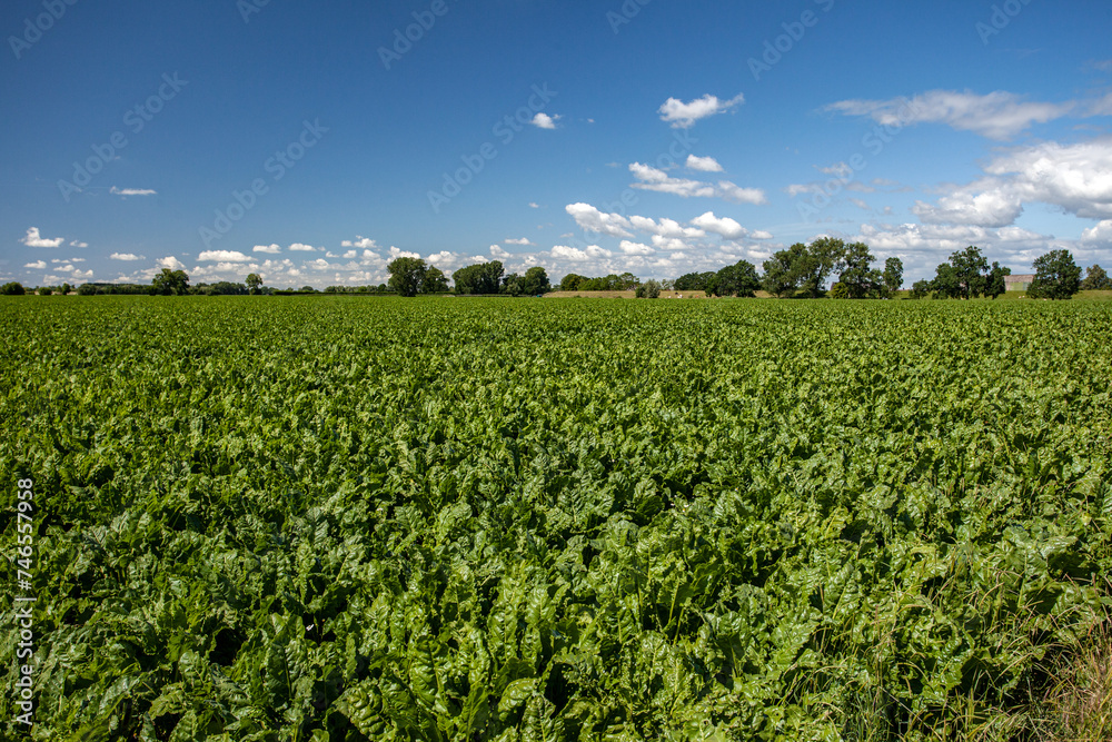 Curley Kale Field at Haseldorfer Marsch