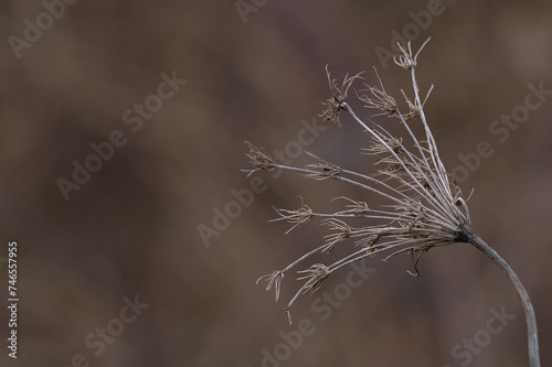 dried meadow flower on a blurred background