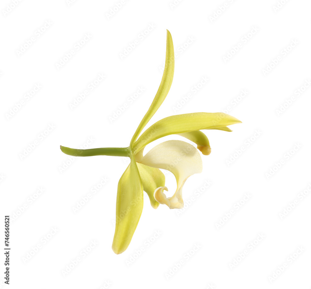 Yellow vanilla orchid flower isolated on white