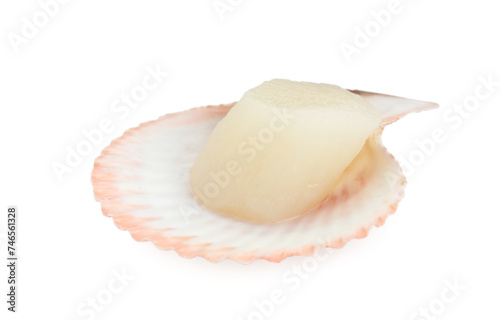 Fresh raw scallop in shell isolated on white