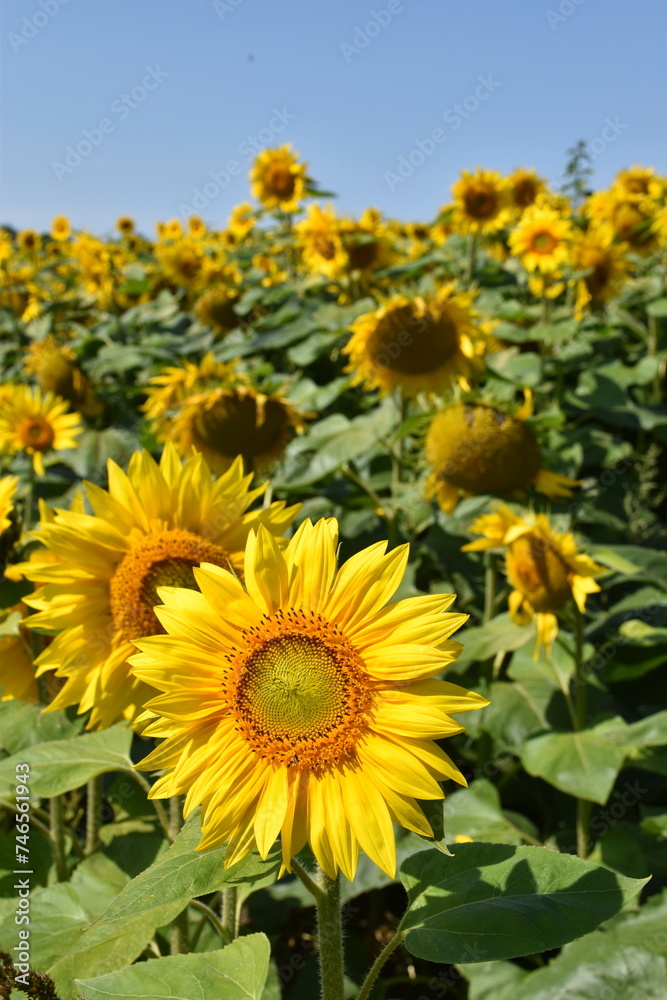 A field of sunflower flowers, Québec, Canada