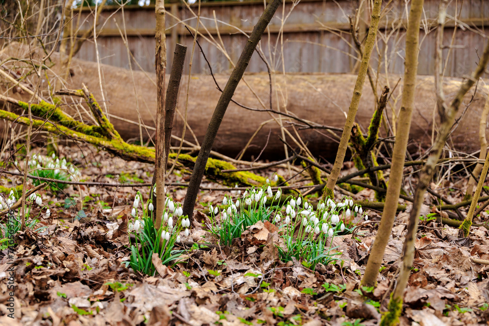 Obraz premium The first snowdrops bloom in Februaryin the Forest in Siebenbrunn