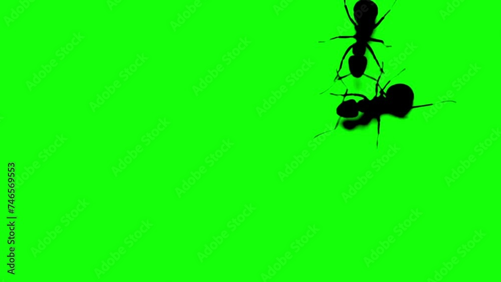 Silhouettes Ants on Green Screen Background. Green Screen for compositing and presentation. Silhouettes Ants on Green Screen Background. Green Screen for compositing and presentation.