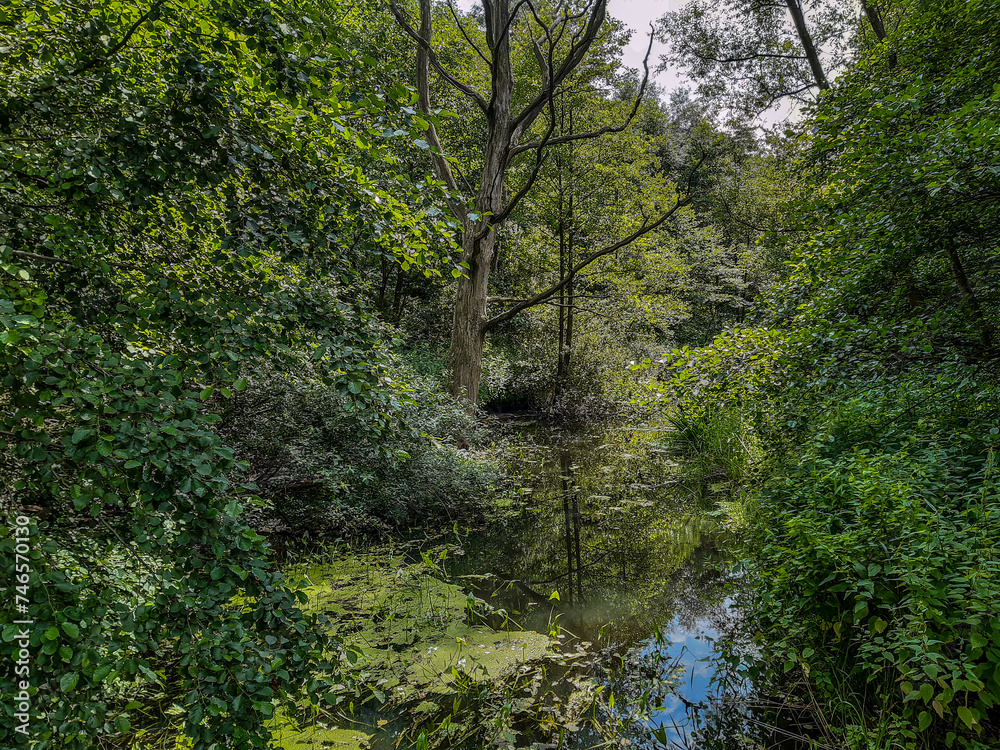 Wilderness in the City - Upper Alster in Hamburg Wilderness in the City - Upper Alster in Hamburg