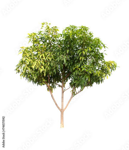 mango tree isolated on white background