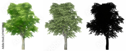 Set or collection of Kermes Oak trees  painted  natural and as a black silhouette on white background. Concept or conceptual 3d illustration for nature  ecology and conservation  strength  beauty