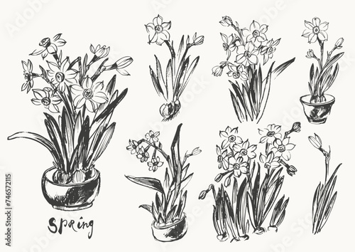 Hand drawn ink brush painting of daffodil narcissus flowers, branches with leaves and buds