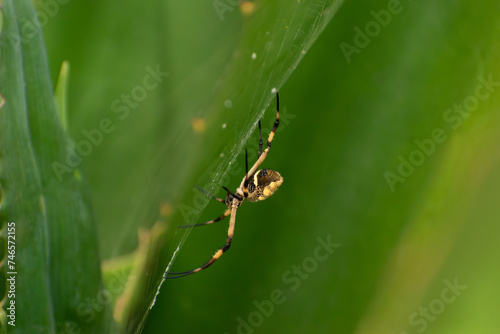 Macro shot of a yellow spider perched on a spider web

 photo