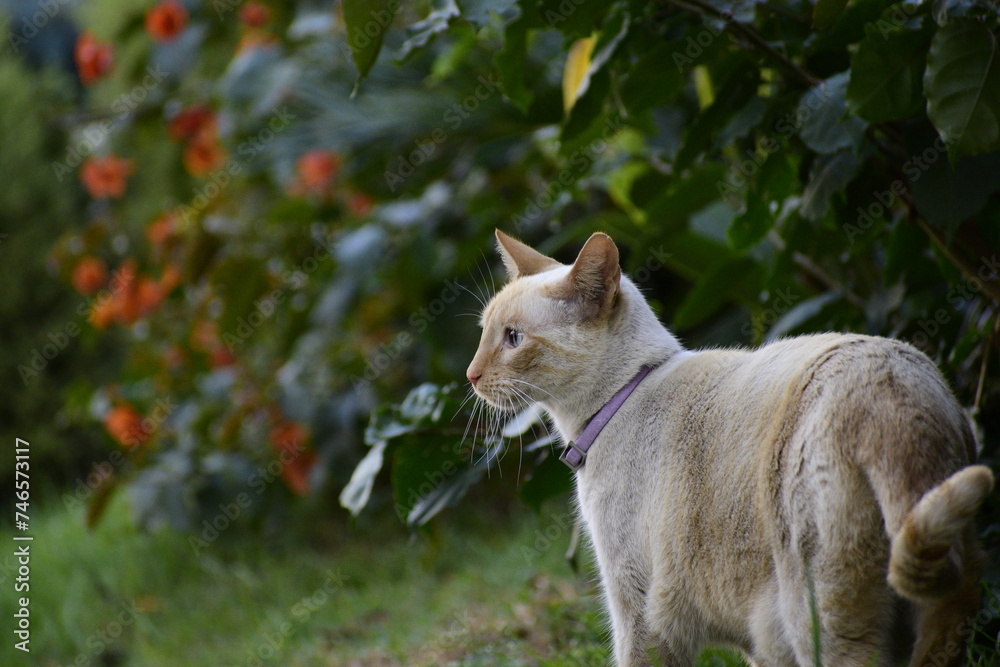 White cat in the garden looking White cat in the garden looking
