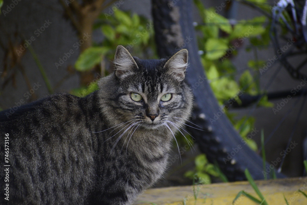 Gato peludo de color negro con ojos verdes mirando a cámara en el patio