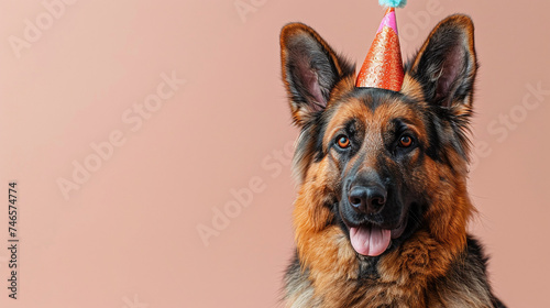 A dog of the German Shepherd breed with a patty hat on his head celebrates his birthday