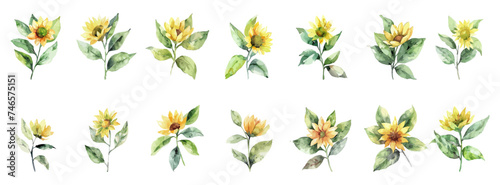 set spring sunflower wet watercolor. #746575151