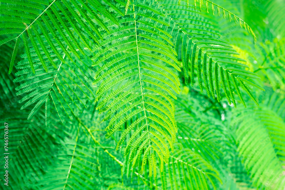Green fern tree branches with leaves tropical forest in Vietnam