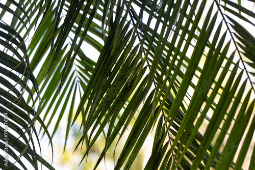 green palm leaves  natural background