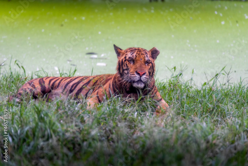 A tiger is sleeping in Safari World Zoo, Bangkok, Thailand.