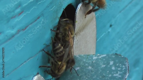 Honey bees return from collecting pollen and nectar to an old wooden beehive. Bees enter and exit the hive very quickly, demonstrating their industriousness
