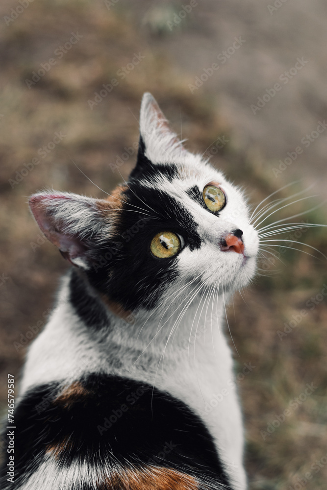 Portrait of a black and white cute cat with green eyes looking to the camera Portrait of a black and white cute cat with green eyes looking to the camera
