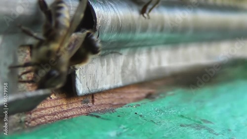 Honey bees return from collecting pollen and nectar to an old wooden beehive. Bees enter and exit the hive very quickly, demonstrating their industriousness