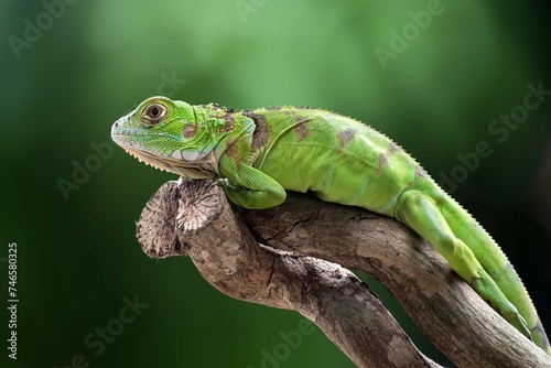 Beautiful Green Iguana Closeup Head Wood Animal Closeup 2