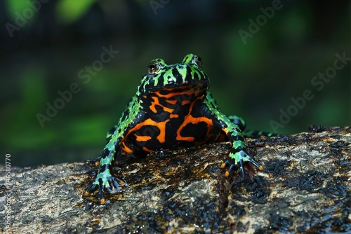 Fire Belly Toad Closeup Face Wood Animal Closeup photo