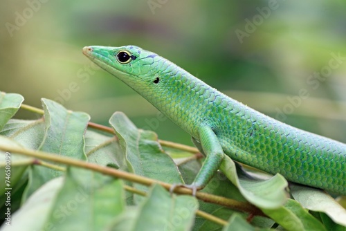 Emerald Tree Skink Green Leaves Reptile Closeup