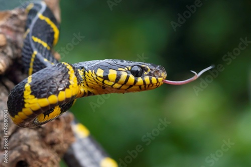 Boiga Snake Dendrophila Yellow Ringed Head Boiga Dendrophila Animal Closeup
