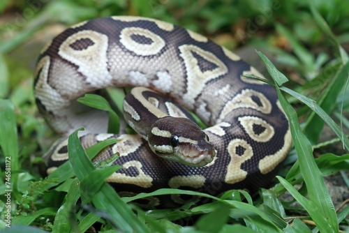 Ball Phyton Snake Closeup Grass Ball Phyton Snake Closeup Skin Ball Phyton Snake Closeup