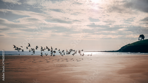 Vuelo de pájaros en la playa photo