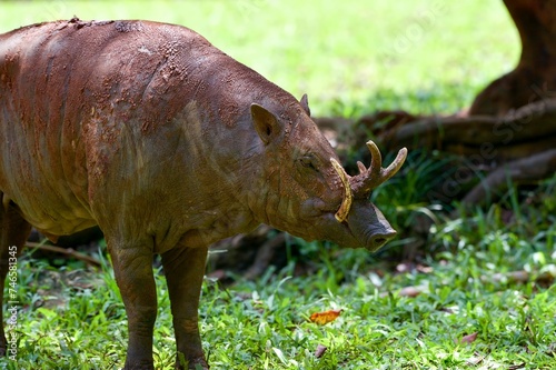 Wild Boar Looks Like It S Looking Food 2 photo