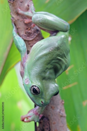 Dumpy Frog Litoria Caerulea Green Leaves Dumpy Frog Branch Tree Frog Branch Amphibian Closeup