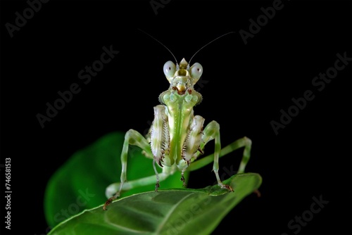 Banded Flower Mantis Flower Insect Closeup