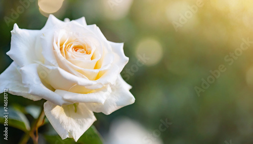 Horizontal banner with white rose on blurred background. Beautiful nature.