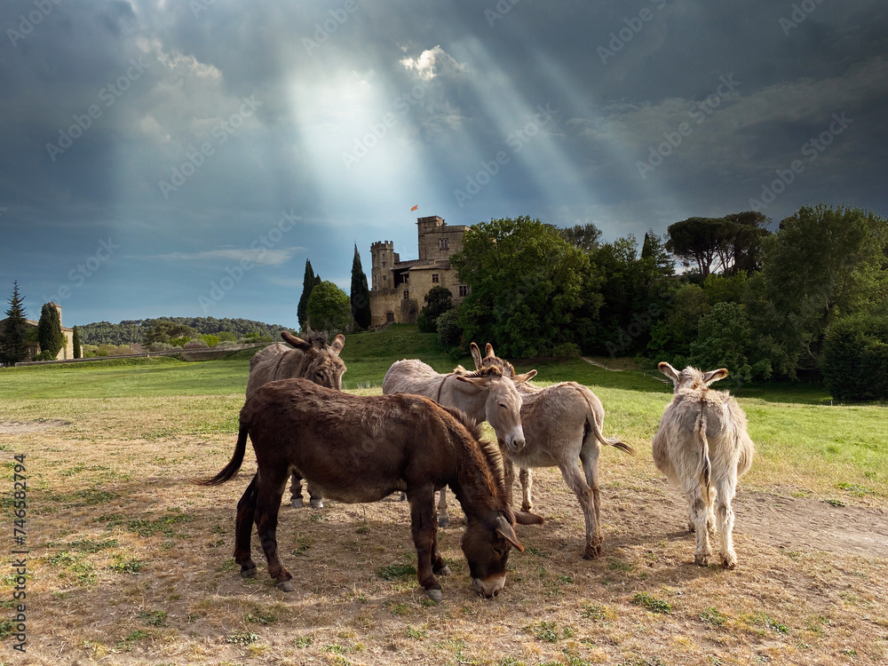 Naklejka premium Les ânes devant le Château de Lourmarin