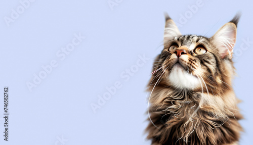 Maine Coon cat on a colored background.
