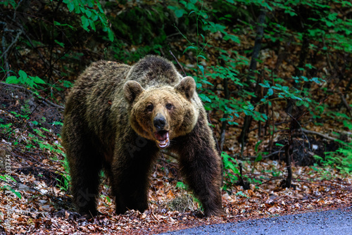 Wallpaper Mural An angry brown bear in the forest near the road Torontodigital.ca