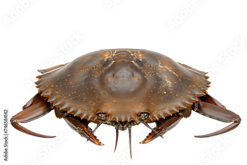 Horseshoe Crab isolated on transparent background photo