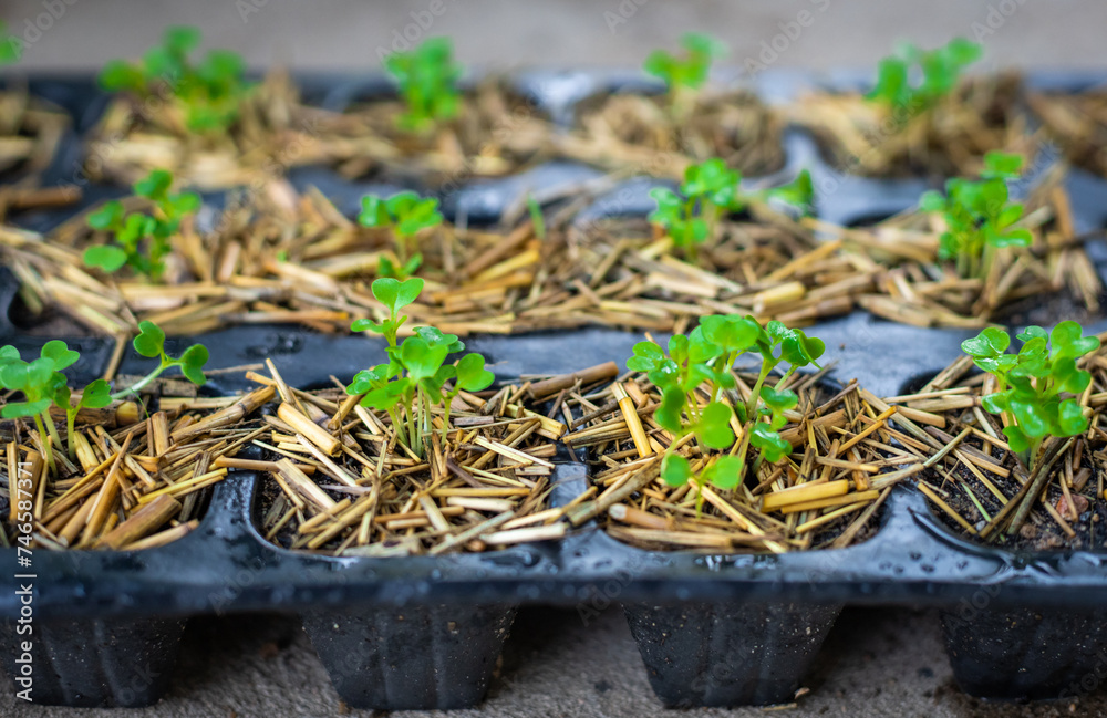 The organic vegetable from seed in the plastic black pot. Green seedling is growing in the soil The organic vegetable from seed in the plastic black pot. Green seedling is growing in the soil